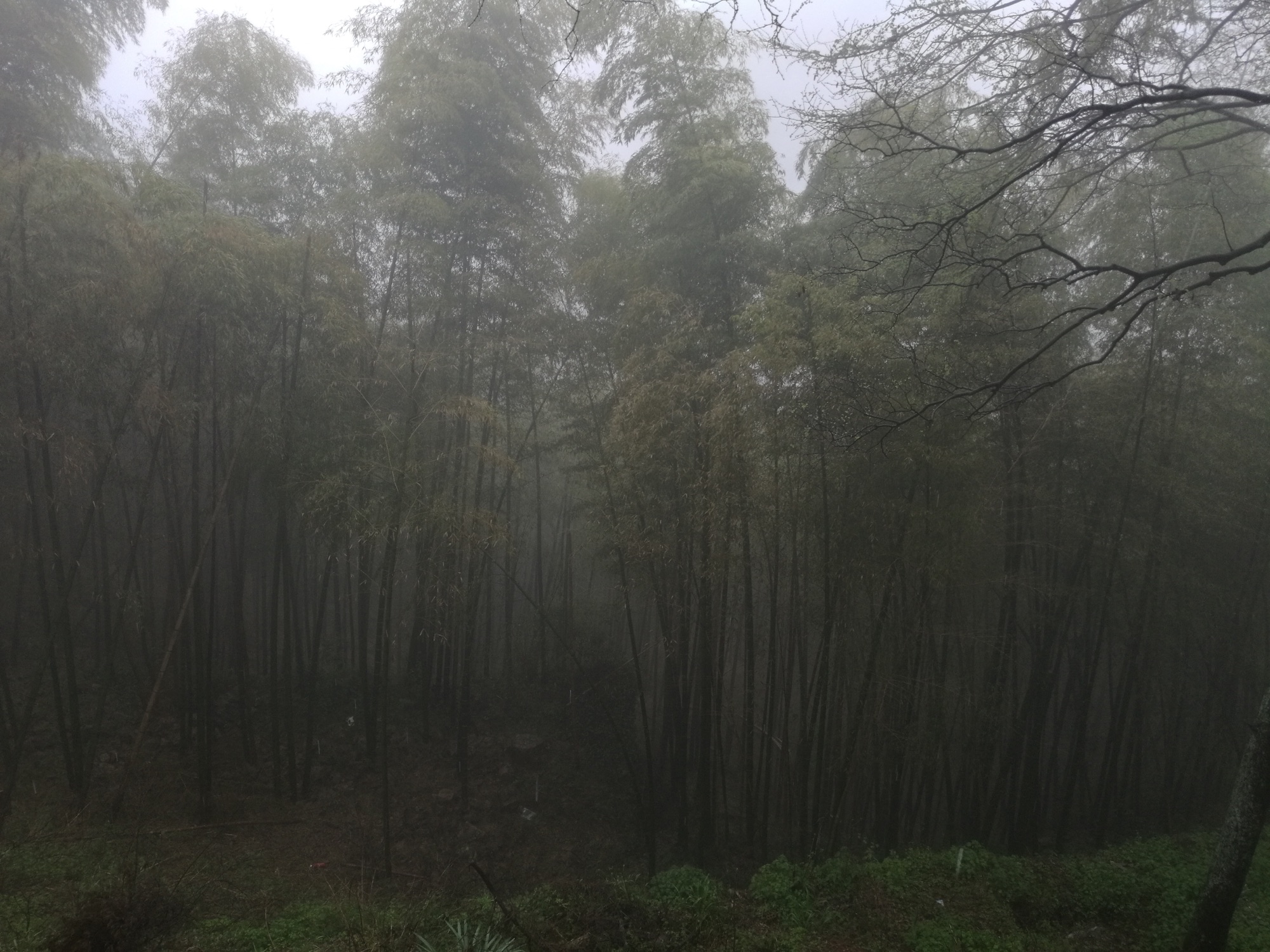 德清莫干山:剑池、竹林与山上别墅